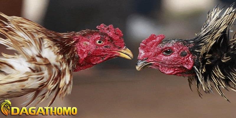 diễn biến của các trận đá gà thomo hôm nay