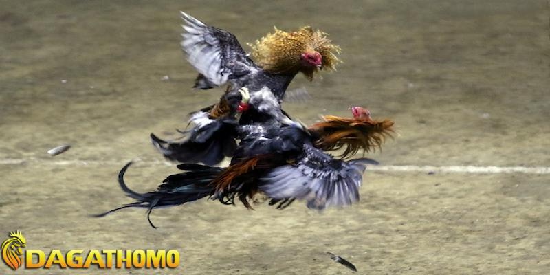 kinh nghiệm xem đá gà thomo hôm nay